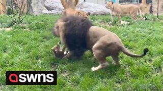 Cute moment lion cub stands up to father picking on him - prompting its mum to get involved