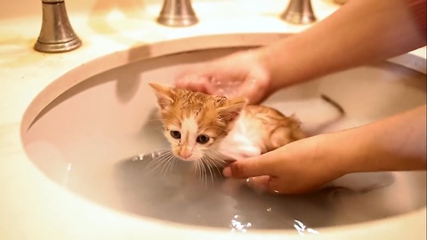 Kitten First Bath
