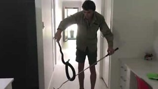 Ovela käärme löydettiin majailemasta jääkaapin takaa