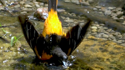 Vividly colored orioles enjoy a splash in the sunshine