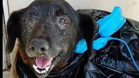 Dumped In A Trash Bag, Sweet Senior Dog Gets Second Chance