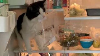 Cat steals owner's lunch from fridge