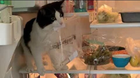 Cat steals owner's lunch from fridge