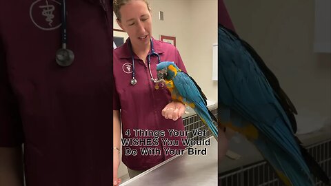 4 Things Your Vet Wishes You Would Do With Your Bird #avian #veterinary #birdtricks #shorts