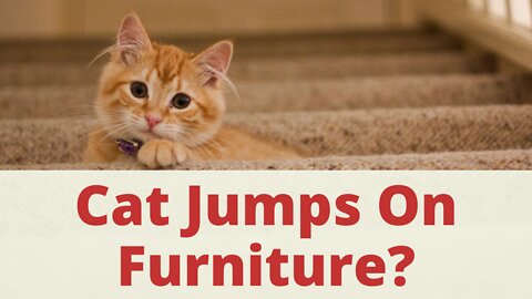 10 Your Cat Plays On Furniture? You Can Save Furniture. How To Train A Cat To Not Jump On Furniture.