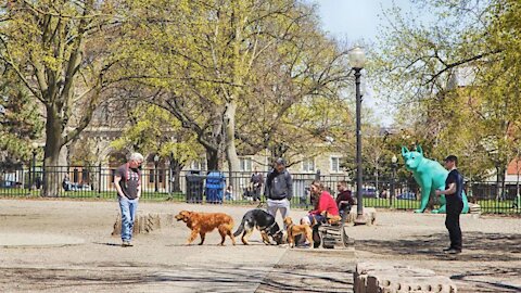 These Are Toronto’s Most Popular Dog Breeds Right Now & Frenchies Aren’t One Of Them