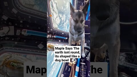 Maple Questions The Narrative #cute #space #nasa #dog #dogs