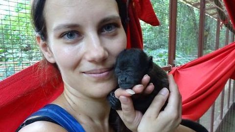 Orphaned baby monkeys fall asleep in keeper's hand