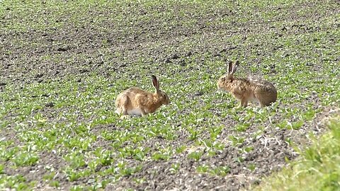 A Brief Spell of Boxing Hares!