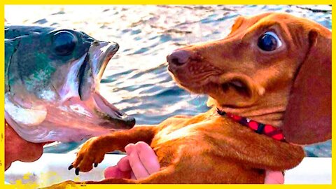 Cute Pets And Funnny Animals |Latest 2021 Trending|