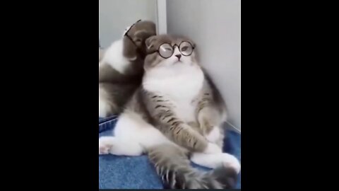 cute cat best funny video 2022