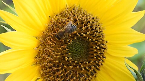 How bees collect nectar to make honey | bee collecting flowers honey | Animal World | Insecta