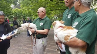 SOUTH AFRICA - Cape Town - Blessing of the Animals service at St George's Cathedral (Video) (wf8)