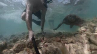 Green Sea Turtle Almost Hits Me!!!