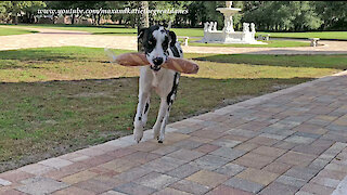 Excited Great Danes Can't Wait To Carry In Chicken and French Bread