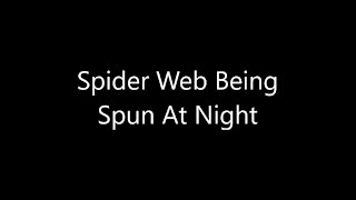 Spider Web Being Spun At Night