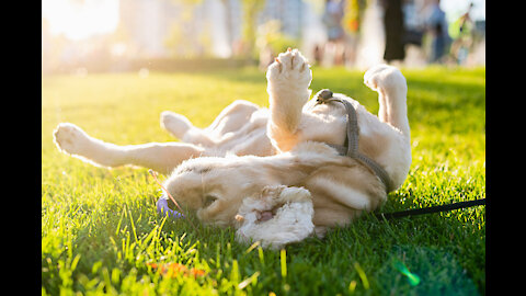 Rolling onto their backs can also be a joyful movement for dogs.