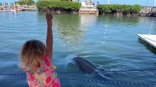 Our time at the Dolphin Research Center in the Florida Keys!