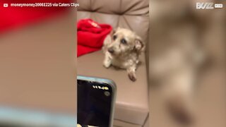 Dog goes barking mad at fake cat meows