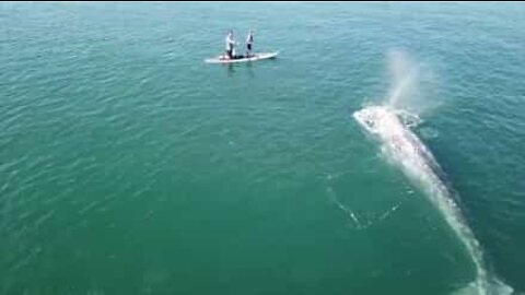 Baleia surge ao lado de surfistas