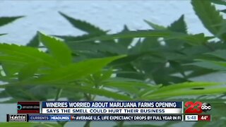 Wineries worried about marijuana farms opening, says the smell could hurt their business