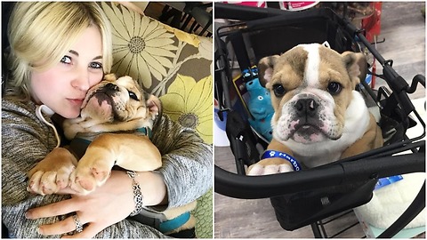 This Baby Bulldog has a spinal cord problem no one wanted him until he met the vet