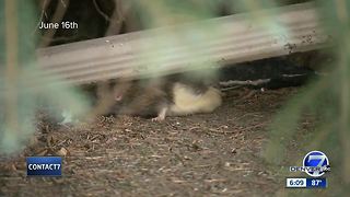 Stench from rat-infested house plagues Lakewood neighbors