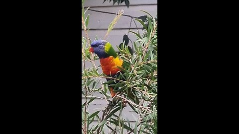 beautiful Rainbow Lorikeet