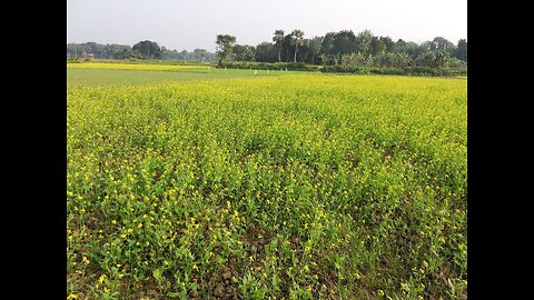 Video of mustard field