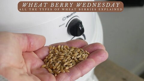 Wheat Berry Wednesday | Different types of WHEAT BERRIES explained