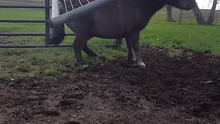 "Pony Scratches His Butt on Fence and Fence Breaks"