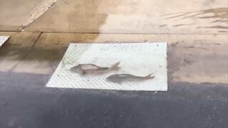 Pesci nuotano indisturbati tra le strade texane