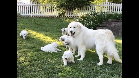 Great Pyrenees Puppies Love To Run