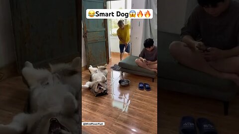 😂Very smart dog.#shorts #viral #dog #dogs #doglover #pets #pet #foryou #fyp #funny #funnyvideo #fy