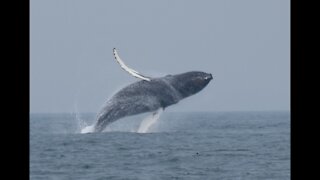 Humpback Whales Hudson Canyon NJ Tuna fishing