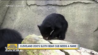 Sloth bear cub needs a name