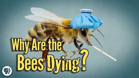 Why Are The Bees Dying?