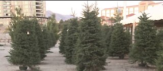 Demand for real Christmas trees rises despite pandemic