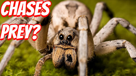 How Deadly Is The Wolf spiders!