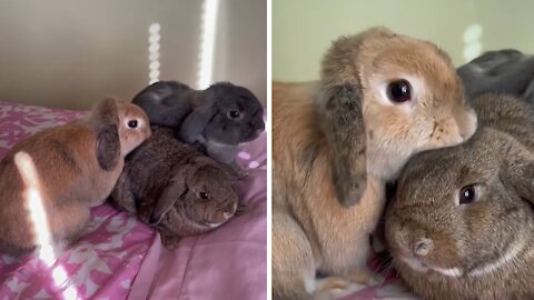 Mama bunny sees her baby after six months, has the sweetest reaction