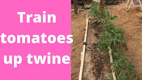 Train tomatoes to grow vertically up twine