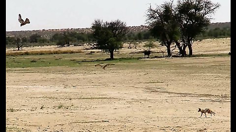 Two falcons fight for meal, jackal walks away with it