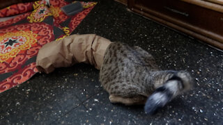 High-energy Cat Loves Playing In Paper Bag