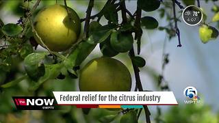 Federal Relief for the citrus industry
