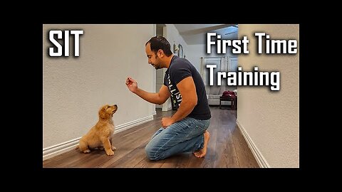 Training SIT Command to my 8 Weeks Old Golden Retriever Puppy - LIVE Training