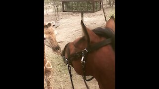 Heartwarming Interaction Between Horse And Baby Giraffe
