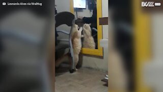 Gatto lotta contro il suo riflesso sullo specchio