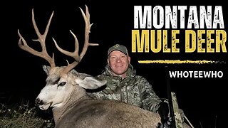 Giant Montana Mule Deer!