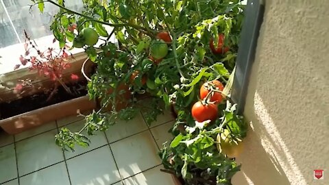My Small Balcony Garden In Dubai | English Subtitle | Balcony garden ideas |Vegetables you must grow