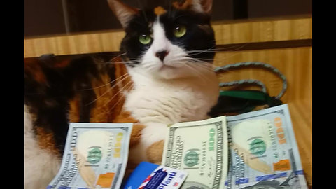 Greedy cat refuses to share her Rumble earnings